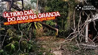 Ultimo dia do ano na Granja: mudas, pintinhos, árvore caída… e meu filho comigo 🌱🐥🪵