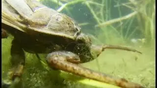 Une punaise g&eacute;ante tue une grenouille ! - ZAPPING SAUVAGE