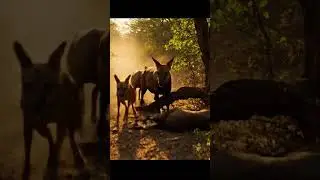Stamina Kings of Africa#wildlifedocumentary