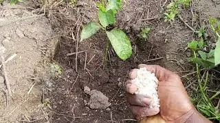 THE BEST WAY TO PLANT PASSION FRUIT ANYWHERE