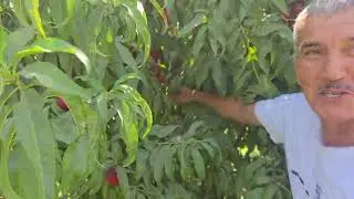 988305999 ватсап. Ниҳоли шафтолу нектарини Фантазия 50 сомонӣ