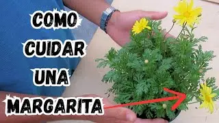 Cuidados de las MARGARITAS | #plantas #flores @AprendiendoaCuidar