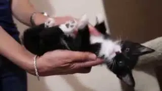Socks Tuxedo Kitten