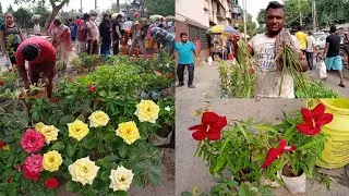 Largest Flower Plants Market In Kolkata || Current Prices Of Flower & Fruit Plants