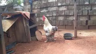 Pure brahma chicken - brahma chicken care - Bient&ocirc;t une brahma city