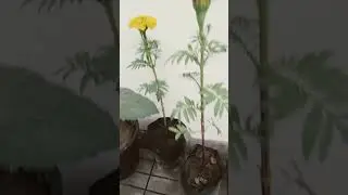 NEW MARIGOLD PLANTS 🌱 #motivation#motivational #funny#comedy #shayari #garden#plantgrowing #marigold