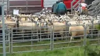 WELSH MULE BREEDING EWES & EWE LAMB SALE @ THE ROYAL WELSH SHOWGROUND