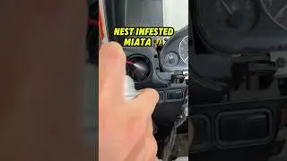 Nest Infested Miata 🐝