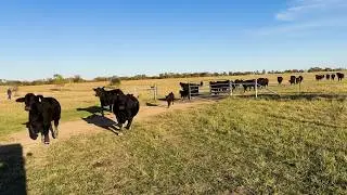 Breeding Season Begins: MasterPiece Meets 7 Heifers for the First Time