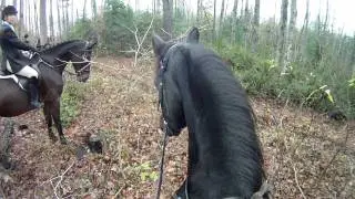 Hounds in cry; put the sound up!