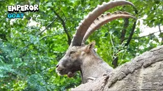 Emperor Goat Controlling The Area