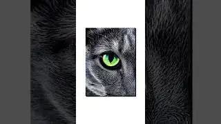 Gla&scaron;ević, the Russian Blue Cat as a Universe. Photograph by Pavel Chernyakov