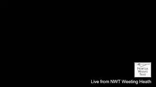Live from Norfolk Wildlife Trust's Weeting Heath Nature Reserve