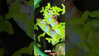 IKAN CUPANG HIAS MULTI COLOUR'S 2 FEMALE SIAP BREEDING