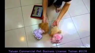 pocket teaucp poodle toy teacup poodles puppy