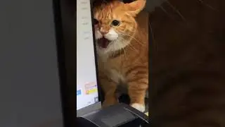 Funniest Cat Reactions to Everyday Things