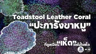 EP.36 Toadstool Mushroom Leather Coral, the king of soft corals, is easy to grow, durable, and in...