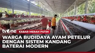 Warga Ikut Program Ayam Merah Putih Sebagai Penyuplai Bahan Baku MBG | Kabar Merah Putih