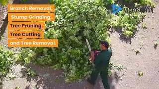Tree Cutting Edgware by Local Tree Surgeons