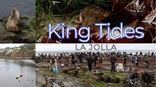 King Tides in La Jolla
