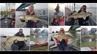 Angeln in Holland Volkerak/Hollands Diep, Teil 1