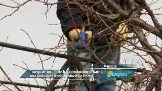 Poda para ciruelos exigentes
