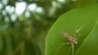 Insect and macro videography using Mobius Action Cam