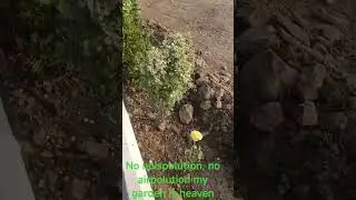 no noispolution no airpolution my garden is heaven