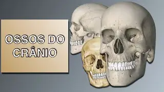 Ossos do Crânio(Curso de ASB)
