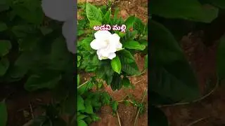 నర్సరీ లో మేము తీసుకోనా అడవి మల్లి మొక్క #adavimalli #malli #nursery #plants #gardening #ytshorts