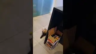 Interactive Ferret Toy #shorts