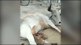 Watch: Heart-touching Video Of A Cow Feeding Puppies Goes Viral - Sakshi Post