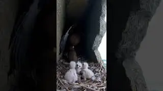 Rear Intrusion in a Rocky Crevice Nest at Dusk