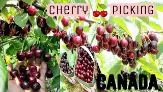 Cherry Avenue Farms Ontario Canada(Cherry Picking Part I)