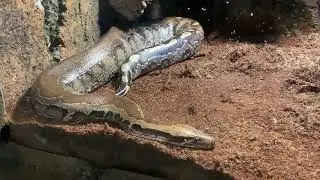 Zoo Encyclopedia - Borneo Short Tailed Python (Python breitensteini)