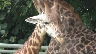 マサイキリン (平川動物公園) 2018年7月29日