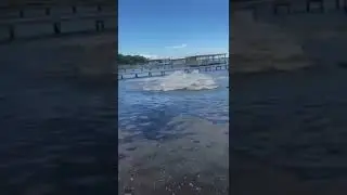 Herd Of Manatees Shock Golden Retriever Swimming In Alabama Waters