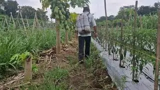 SIMPLE CREATIVE TOOL HELPS FARMERS DISTRIBUTE LIQUID FERTILIZER TO CHILI PLANTS -Agriculture Farming
