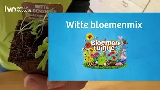 AH Bloementuintje Witte bloemenmix tips: UITPLANTEN