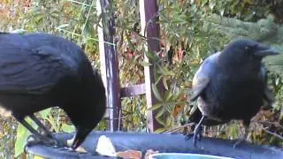 10/3/2016 Woody and Cassius Crow eating and stashing