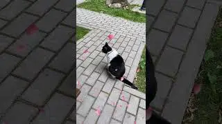 Красавица киска. #природа #киска #лирика #стихи #cat #nature #animals #животные