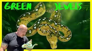 Rare Snake Series Ep 4: Jewels of the Tree Tops