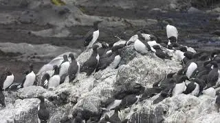 Common murre colony - with egg