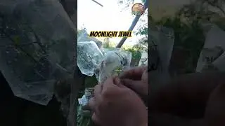 Pasingawin si Moonlight Jewel #bougainvilleavarieties #bougainvillea #shorts #shortvideo #short