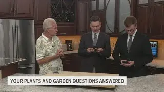 How to weed out strawberry bushes | Plants and Gardens with Craig Hignight Aug. 16, Part 1