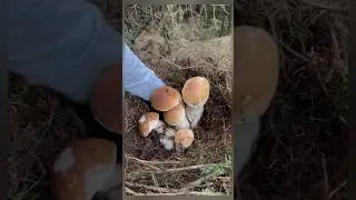 Mushrooms from the Carpathian mountains #2025 #funghi #porcini #boletus