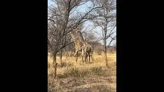 Giraffe battles #safari #southafrica #adventure #explore #nature #inspiration #friends #suspense
