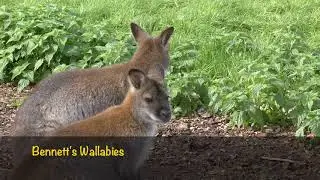 Axe Valley Wildlife Park (28th September 2017)