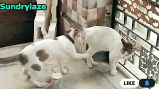Sweet Cat #huntingcat #kitten #cat #playingkitten #catlover #catvideos #catshorts #catvideo #ytvideo