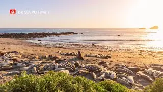 Elephant Seal Vista on Big Sur, PCH Hwy 1